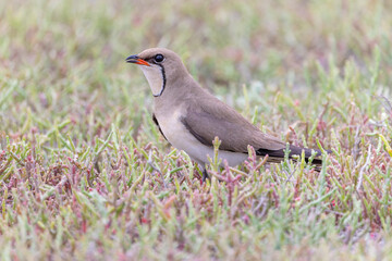 Rotflügel-Brachschwalbe