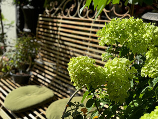 Green hydrangea bush near bench in the garden 