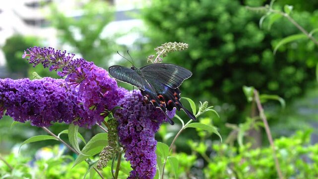 Papilio maackii perching on the Buddleja davidii
