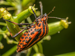 European Striped Shield Bug on a plant stem