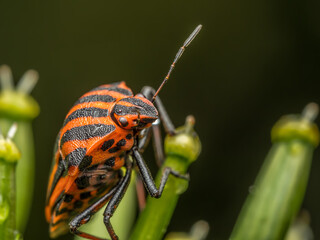 European Striped Shield Bug on a plant stem