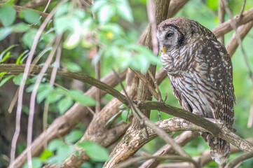 Closeup of a barred owl perched in a tree surrounded by bright green leaves.