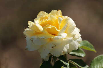 yellow rose flower