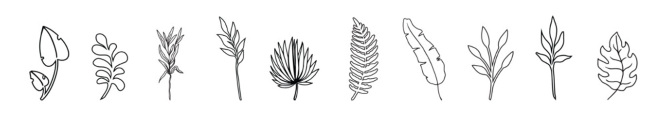 Fototapeta premium Collection of tropical leaves, nature herbs, and leaf plants.