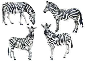Zebra, African animals set watercolor illustration, Realistic wild animal zebra cub. Hand drawing isolated background