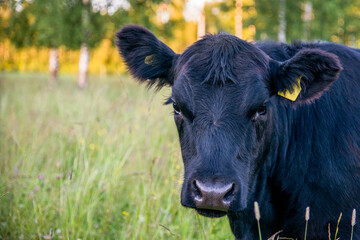 black angus heifer portrait