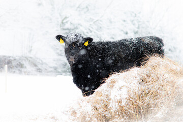 black angus calf snowing winter © Mariliis