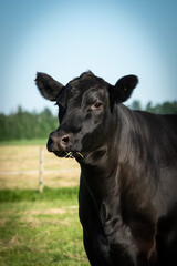 Fototapeta premium black angus cow portrait
