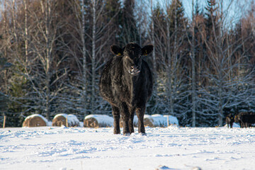 Naklejka premium black angus cow in winter