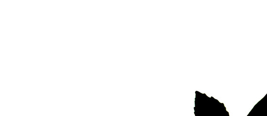 leaf silhouette on white background with space for text. leaf illustration made from photo.