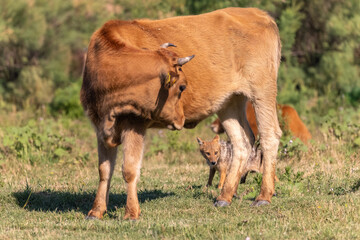 Fototapeta premium junger Goldschakal geht unter einer Kuh durch
