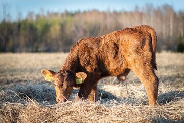 red angus calf early spring © Mariliis