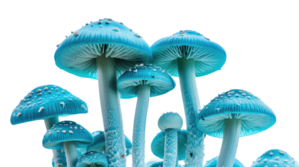 Florescent mushrooms on a transparent background