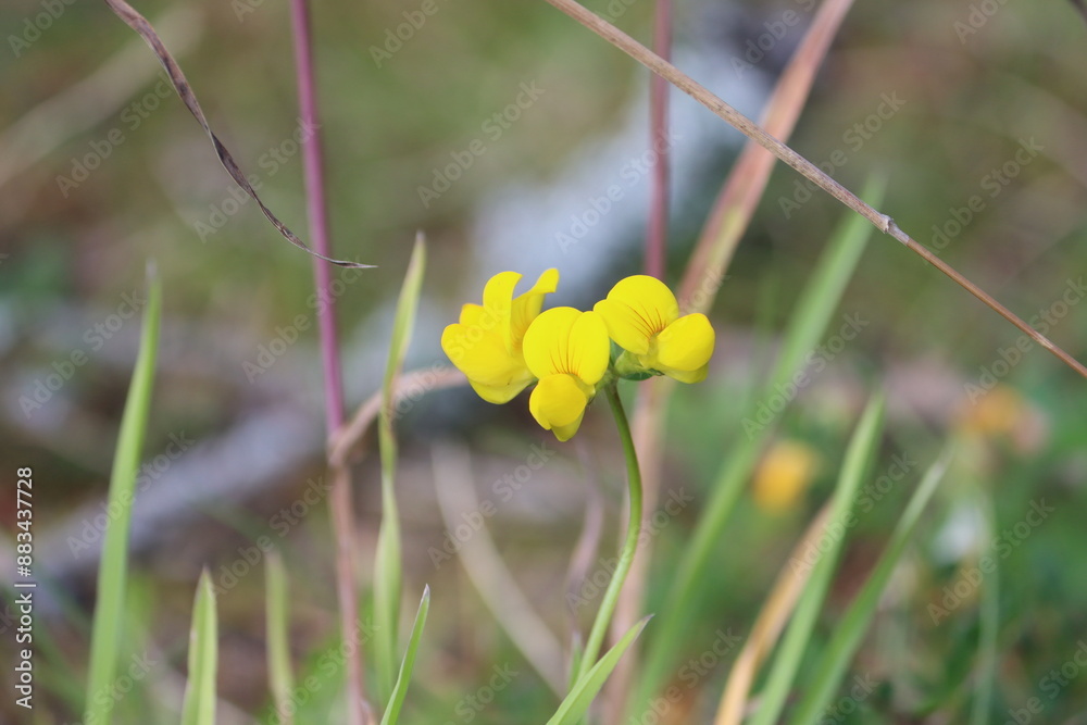 Poster Sweden. Lotus corniculatus is a flowering plant in the pea family Fabaceae, native to grasslands in temperate Eurasia and North Africa. 