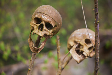 Old human skulls on the branches in the forest