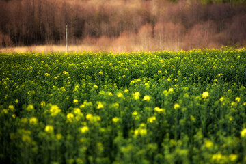 Idzie wiosna © Robert