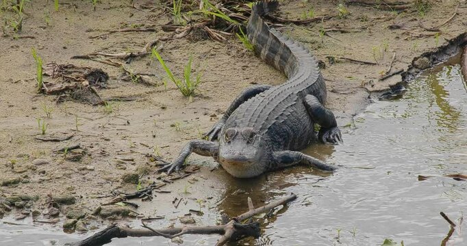 Alligator on the bank of a muddy river looking right at the camera.