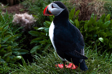 Single Atlantic puffin perched on a grassy cliff with a rocky backdrop in Iceland