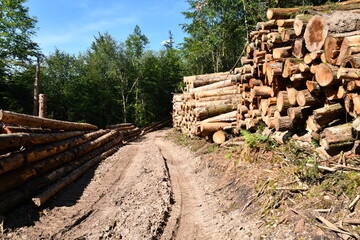 Baumst&auml;mme lagern an einem Waldweg
