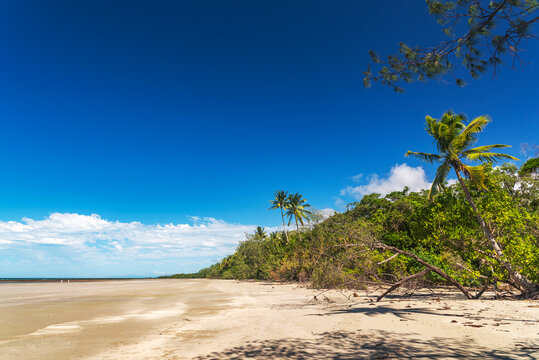 Picturesque tropical coastal sandy beach in Cape Tribulation, Queensland, Australia. Cape Tribulation is within Daintree National Park on Coral Sea.