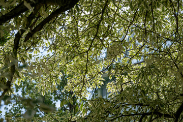 nature in an urban area, tree leaves against the light