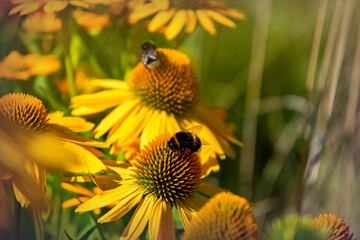 Beautiful blooming medicinal yellow echinacea and a bumblebee collecting nectar