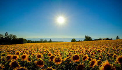 Fototapeta premium Field of sunflowers on a sunny day