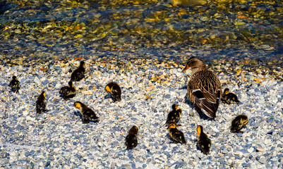 Baby ducks on the shore of the lake