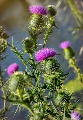 Flowering prickly thistle on the summer field