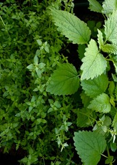 green leaves background herbs spices