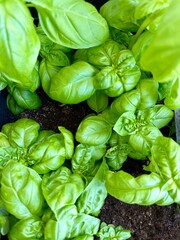 fresh basil leaves herbs plant