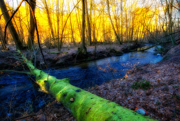 Leśna rzeka © Robert