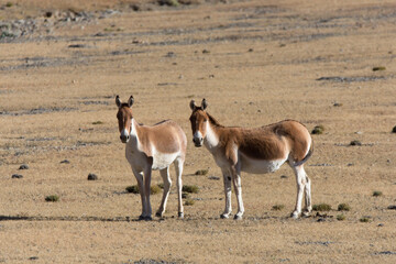 Tibetische Esel in der freien Natur