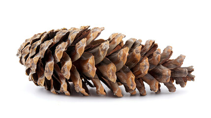 Pinecone Isolated on White Background, Natural Pine Cone, Botanical Illustration, Forest Element, Evergreen Tree Seed, Nature Detail, Woodland Object, Pine Tree Cone, Rustic Decor, Plant Anatomy