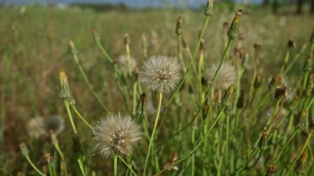 Close-up of tragopogon pratensis meadow salsify plants in a field in puglia, italy, during a sunny day, showcasing their fluffy seed heads and budding stalks.