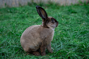 Rex castor rabbit- medium sized rabbit sits on green grass on sunny day before Easter