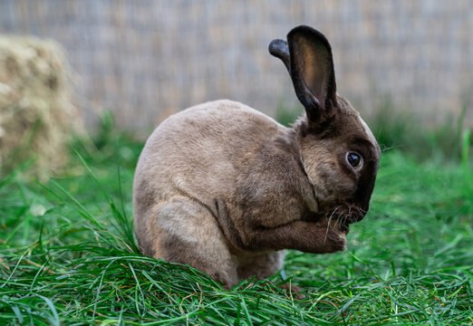 Rex castor rabbit- medium sized rabbit sits on green grass on sunny day before Easter