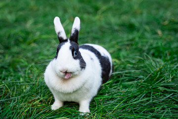 White hotot hermelin medium sized rabbit with blue eyes sits on a green grass before Easter
