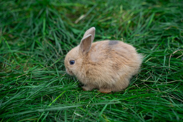 Colored dwarf rabbit fox sits on a green grass on a sunny day before Easter