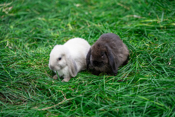 Two mini rabbits dutch ram sit on green grass on sunny day before Easter