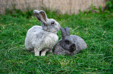 Two veil silver rabbits- medium sized rabbits sit on green grass on sunny day before Easter