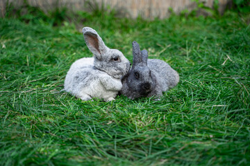Two veil silver rabbits- medium sized rabbits sit on green grass on sunny day before Easter
