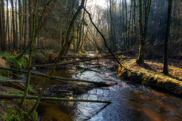 Obraz premium Leśna rzeka