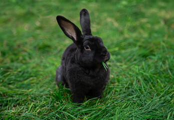 Black spotted rex rabbit sits on green grass on a sunny day before Easter