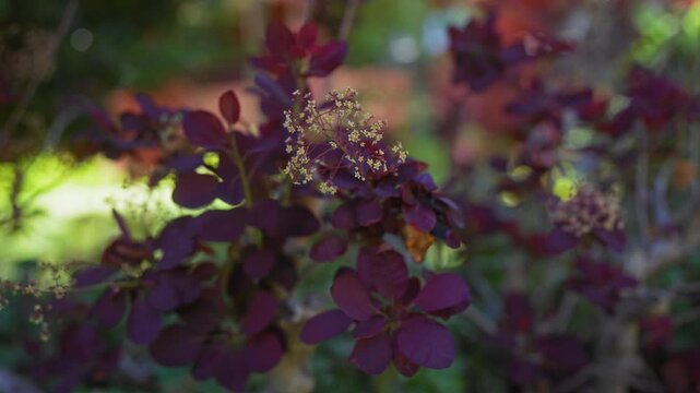 Close-up of a smoke bush 'royal purple' with vibrant foliage and delicate flowers in the sunlight