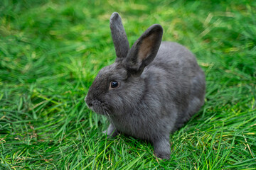Gray medium-sized rabbit pannon ram sits on green grass on a sunny day before Easter