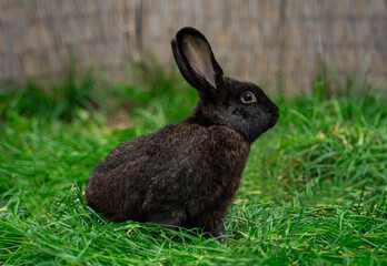 Black giant rabbit sits on green grass on a sunny day before Easter
