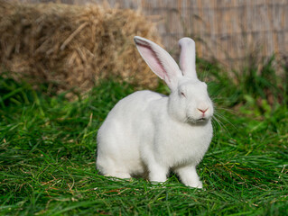 White giant rabbit sits on green grass on a sunny day before Easter