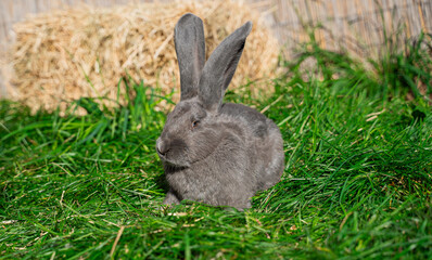 Grey giant rabbit sits on green grass on a sunny day before Easter