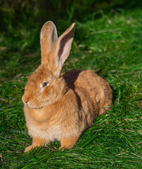 Red giant rabbit sits on green grass on a sunny day before Easter